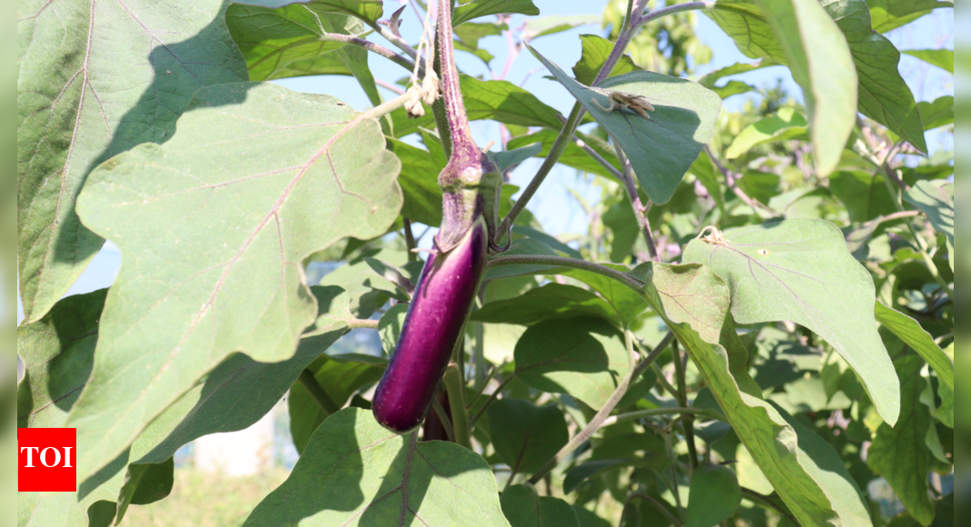 How Patanjali products helped a brinjal farmer in Wardha transition to organic profits