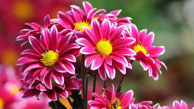 How to Use Spiritual Flowers