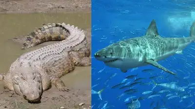  Who would win a fight between these aquatic titans