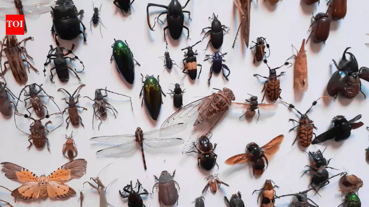 5 of the most common insects that might be living in your home