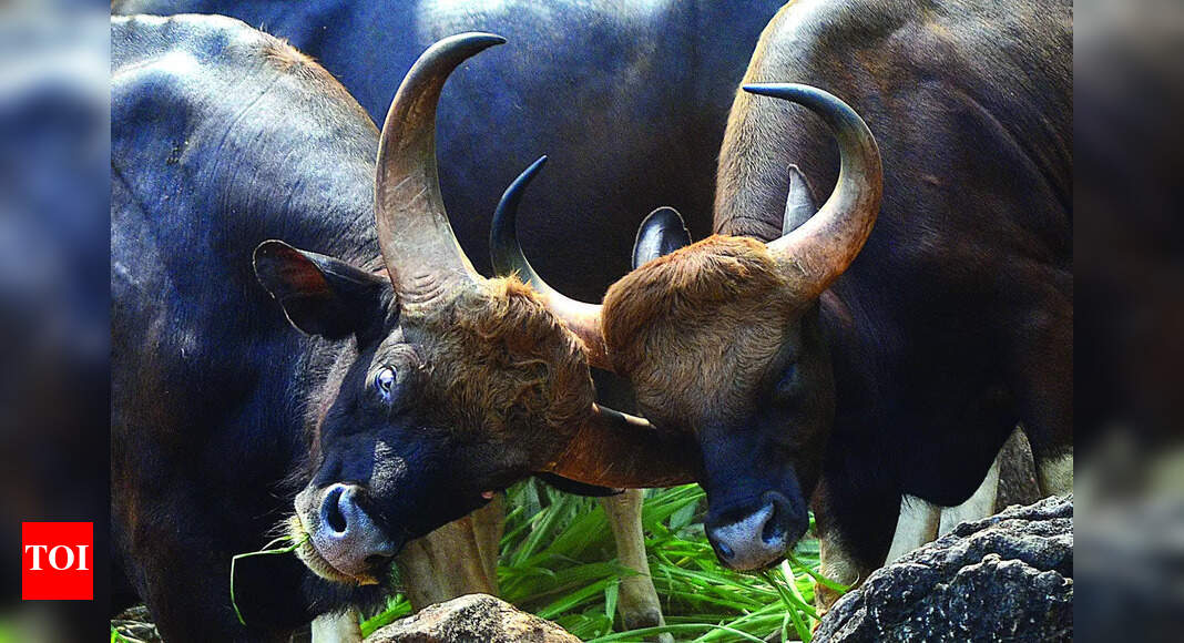 Goa Allots Land for New Veterinary College in Ponda