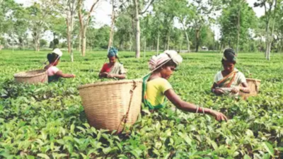 Assam tea industry raises concerns over new EU regulations impacting exports
