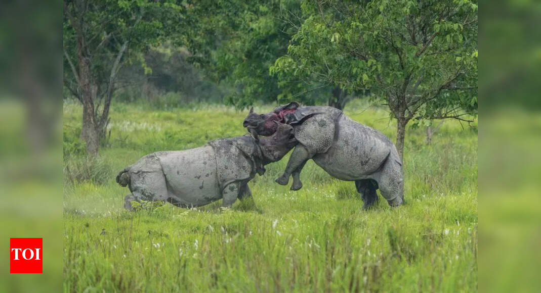 Five Poachers Apprehended in Sundargarh District