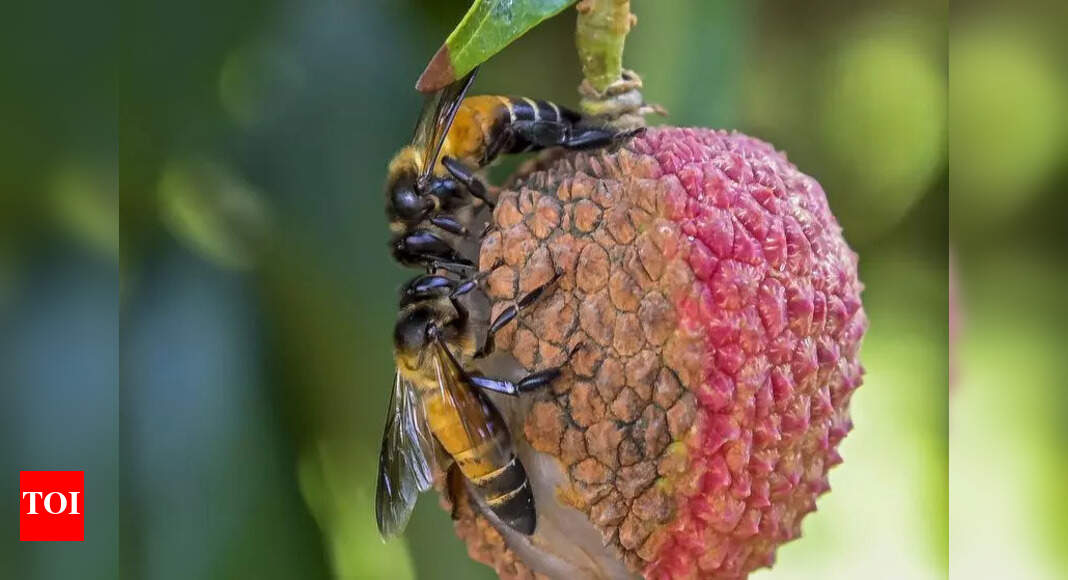 Prayagraj: 1,200 Women to be Trained in Beekeeping