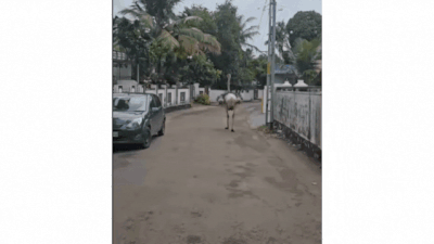 Ostrich goes on a walk in Kerala street - watch video