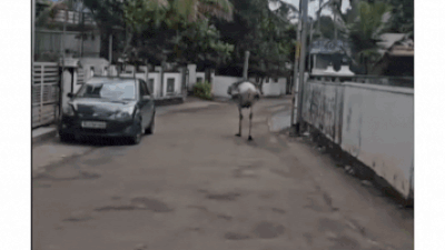 'Straight out of Jumanji': Ostrich goes on a walk in Kerala street - watch video