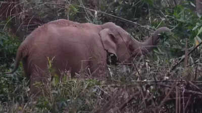  Wild elephants stray into Kerala town, 3 students narrowly escape