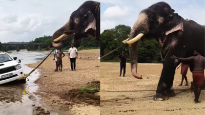  Kerala elephant rescues stuck SUV from riverbed, video goes viral