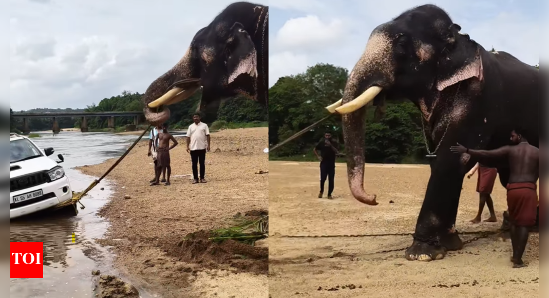 Watch: Kerala elephant rescues stuck SUV from riverbed, video goes viral