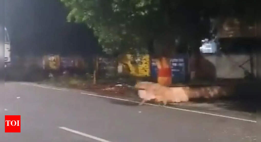 Hyena Sighted in Chhattisgarh's BSP Township, Safety Advisory Issued