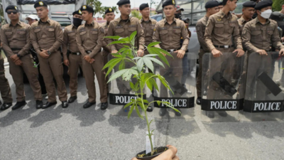 Thailand set to U-turn on recreational cannabis use