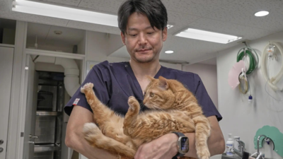 Cats can sniff out owners, study finds