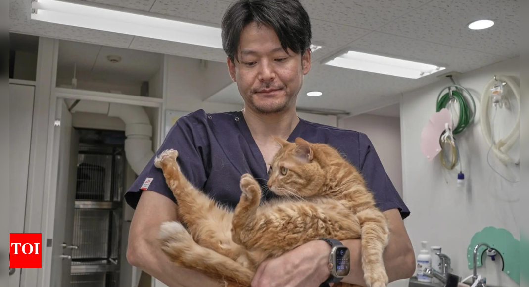 Study: Cats Use Scent to Recognize Owners
