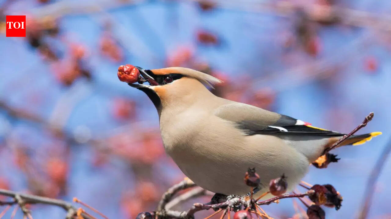 8 birds that change their colour with the seasons