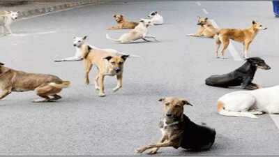 Stray dog bites 10 people in Mettupalayam