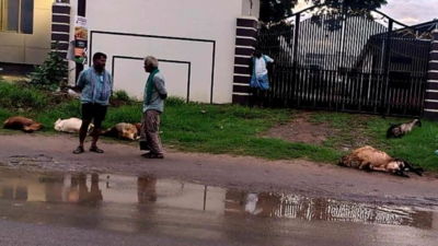 Speeding car kills 12 sheep, two dogs in Coimbatore