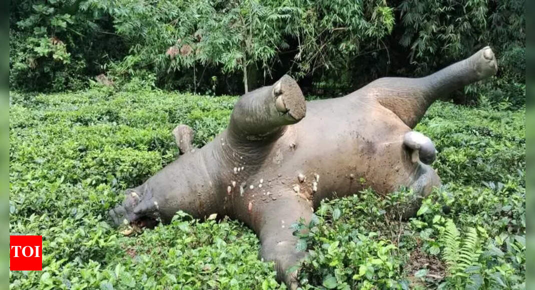 Infant among 3 Family Members Killed in Elephant Attack