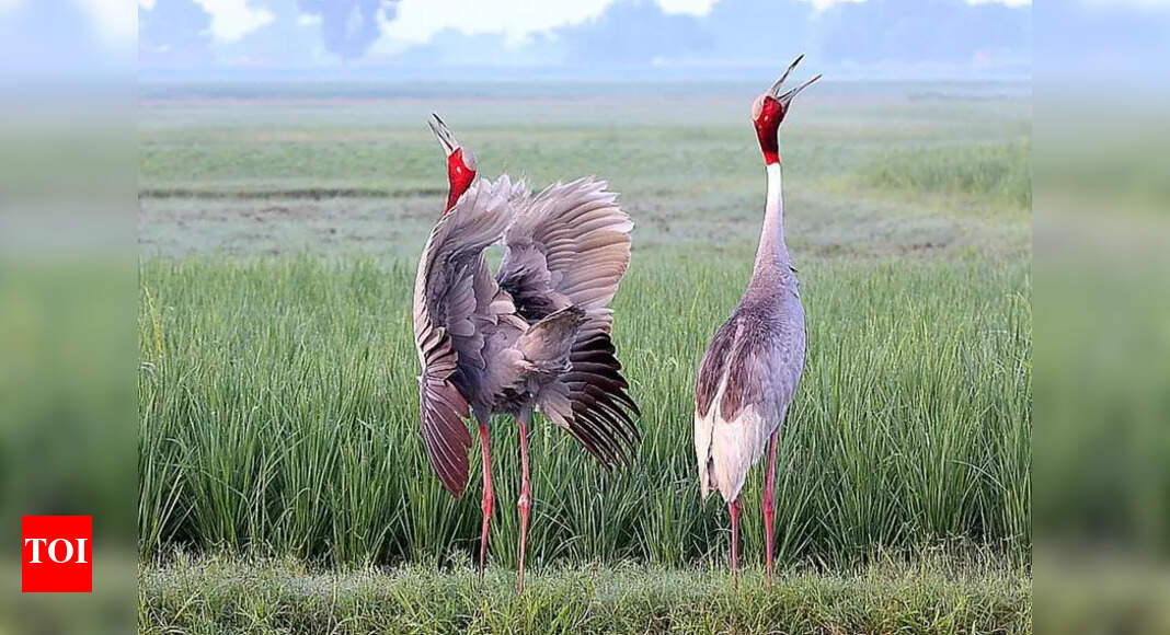 Study Uncovers Crane Vocal Clues to Differentiate Genders