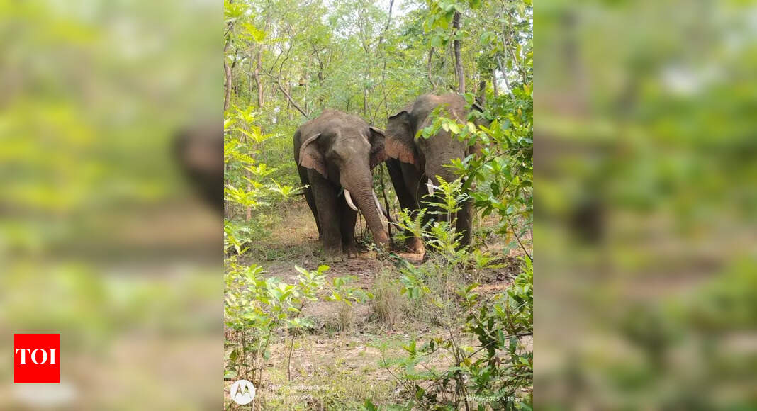 Elephants from Gadchiroli Enter Tadoba Buffer Zone