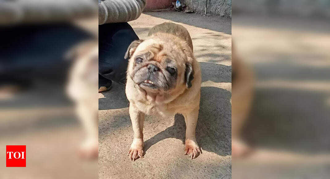Pet Abandonment Crisis Worsens in India During Monsoon Season