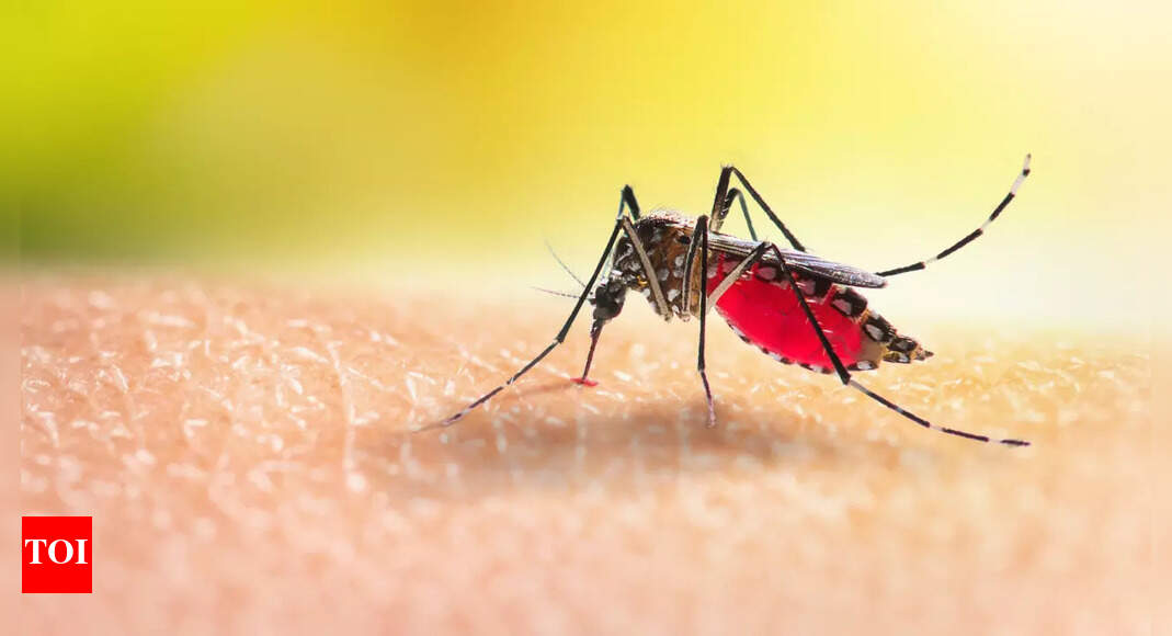 Certain people are mosquito magnets, and turns out THIS is the reason why | – Times of India