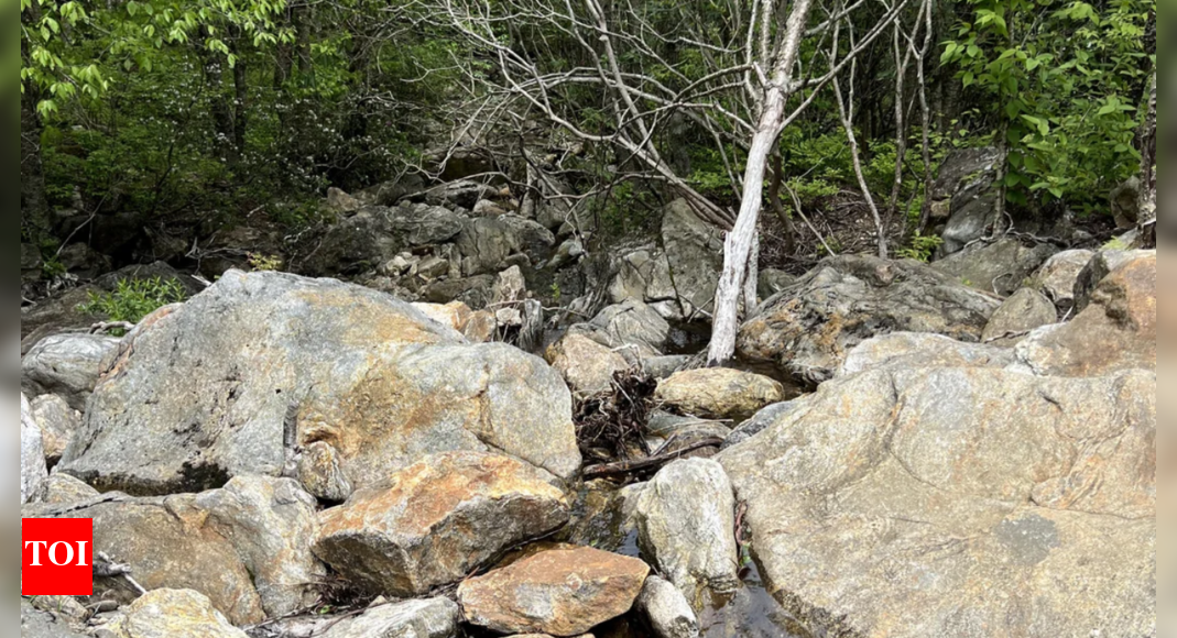 Optical Illusion: Can You Spot the Hidden Snake?