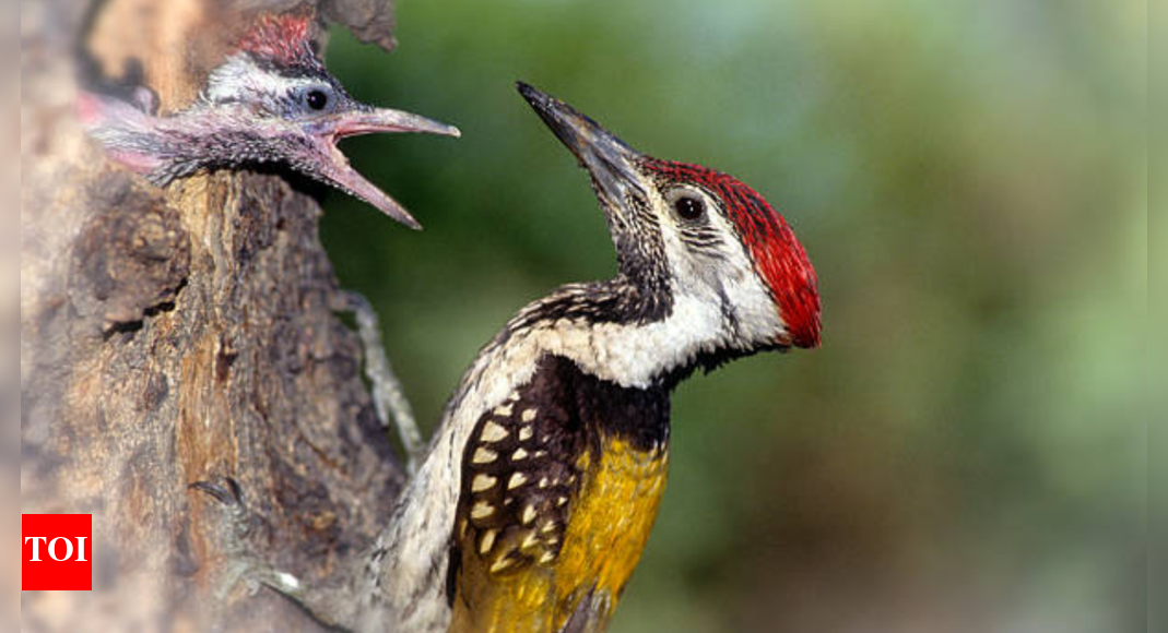 Woodpecker's Tongue: Nature's Built-In Crash Helmet