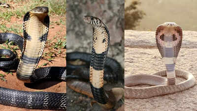 5 deadliest cobras with powerful venom that can kill within hours