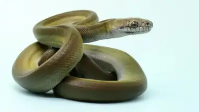  Papuan Olive snake that changes its colours like chameleons