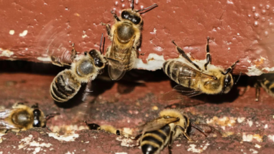 250 million bees escape after truck overturns in US