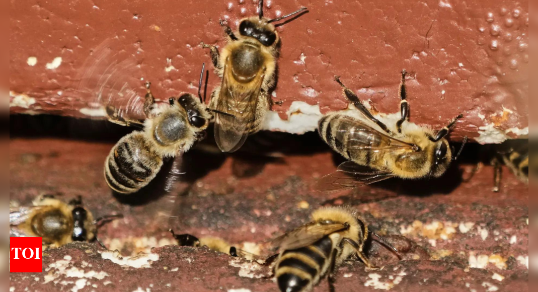 Millions of Bees Released After Truck Overturns in Washington
