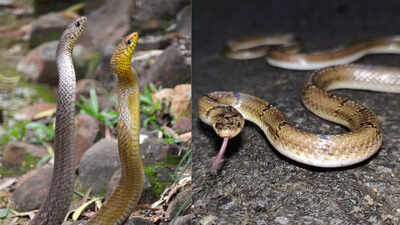 10 non-poisonous snakes that can terrify without a drop of venom