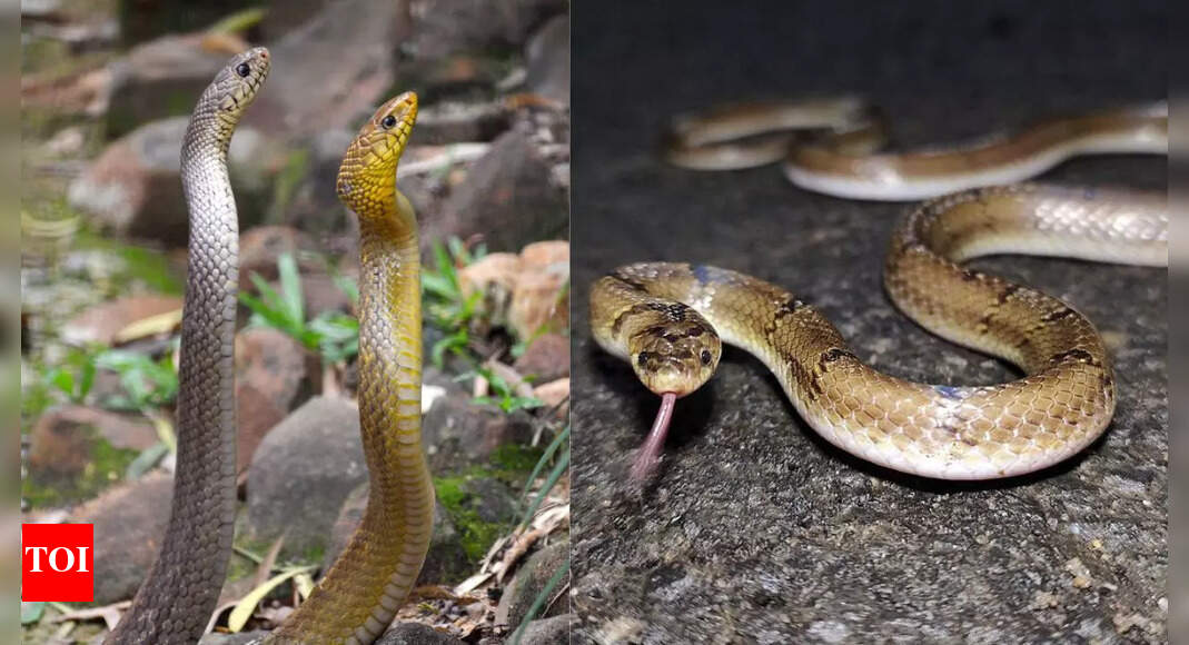 10 non-poisonous snakes that can terrify without a drop of venom