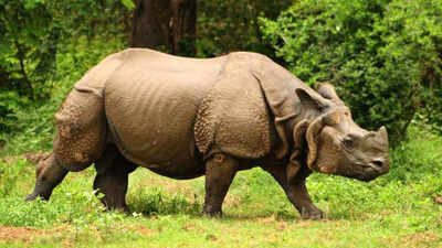 Can science revive dead rhinos? The answer may shock you