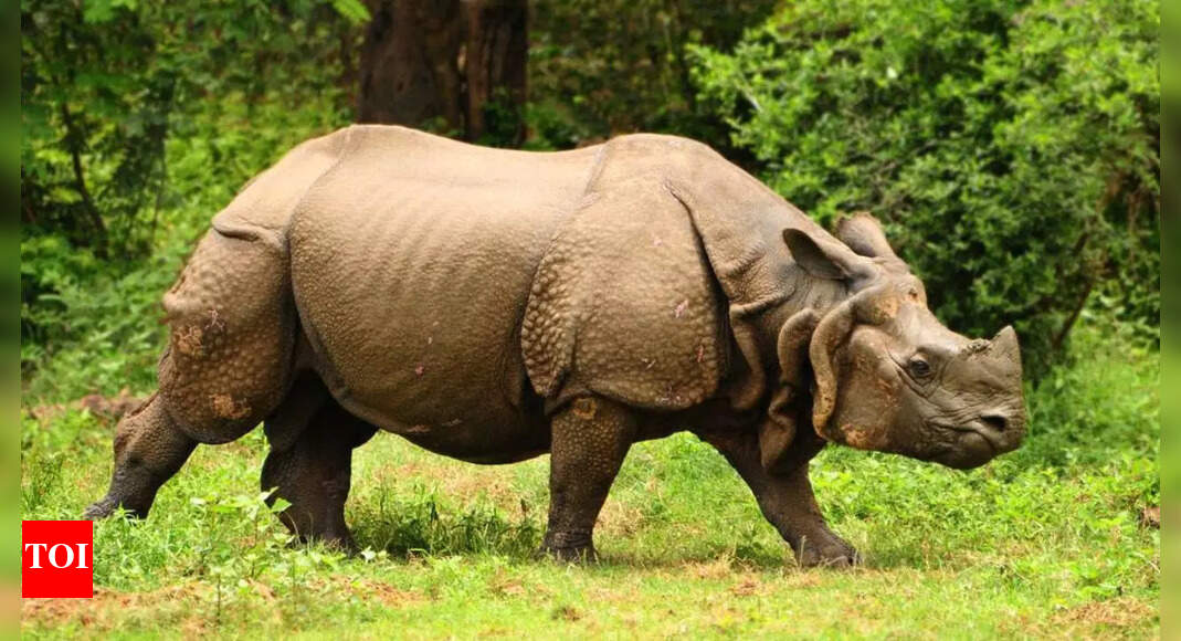 Can science revive dead rhinos? The answer may shock you