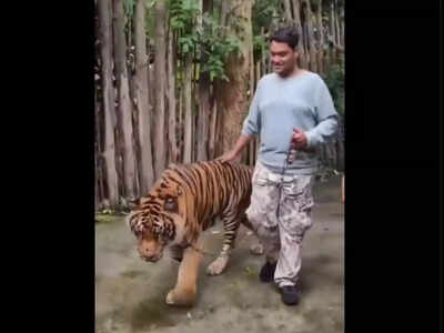 Tiger attacks man in Thailand during selfie attempt: Viral video sparks safety concerns