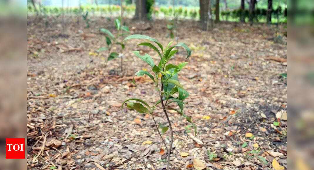 Historic Tea Garden Revived at Botanic Garden After Months