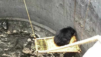 Sloth bear falls into agricultural well in Adilabad, rescued