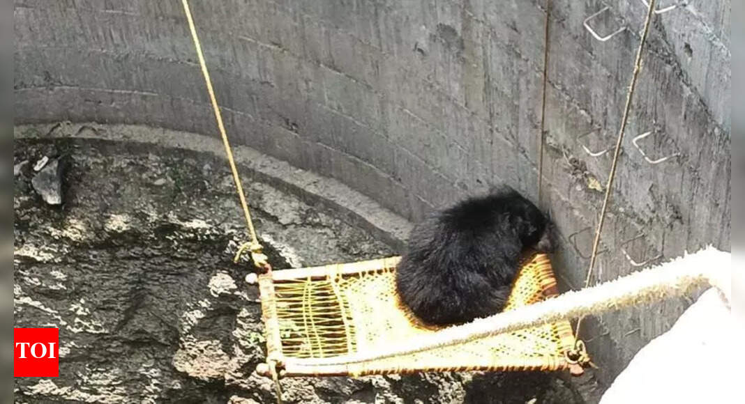 Sloth Bear Rescued from Well in Adilabad District