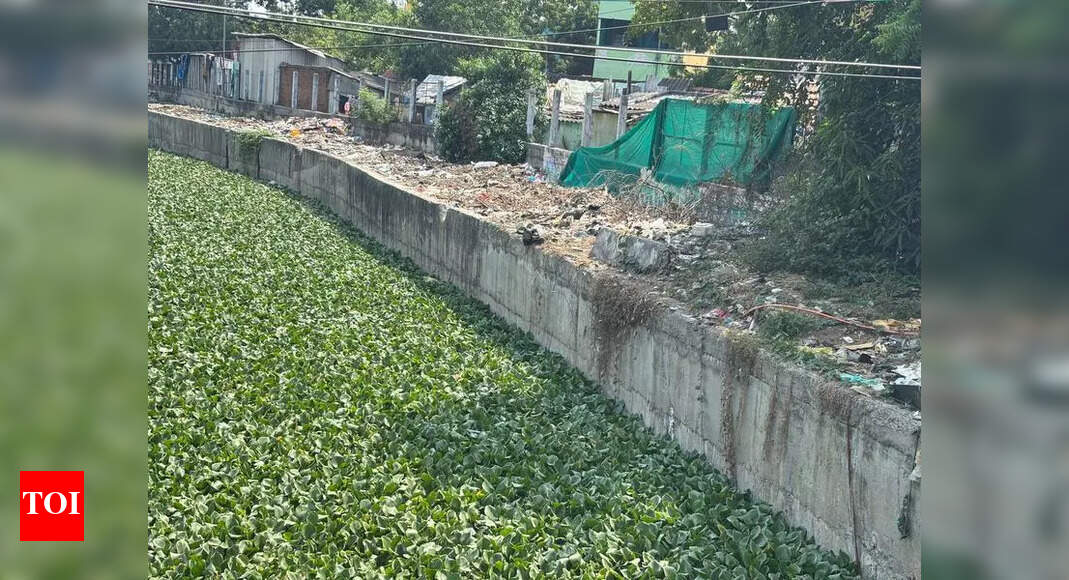 Chennai Residents Face Road Woes and Lake Pollution Issues