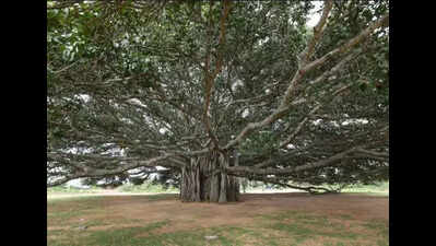 Forest officials identify 104 heritage trees for spl protection
