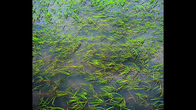 Rain damages paddy crops in parts of South Goa