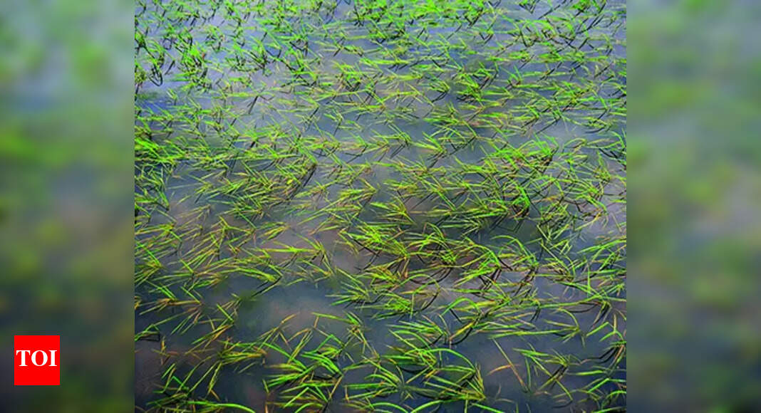 Rain damages paddy crops in parts of South Goa | Goa News - Times of India
