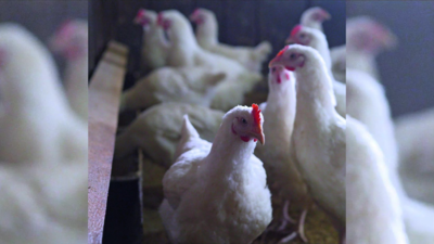 Representative image Gorakhpur poultry shops shut for 21 days after bird flu cases