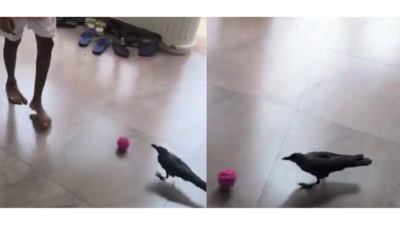 A Crow seen playing football (X/ thegoanonline) Watch: Goa crow shows off football skills, internet wants to sign him up