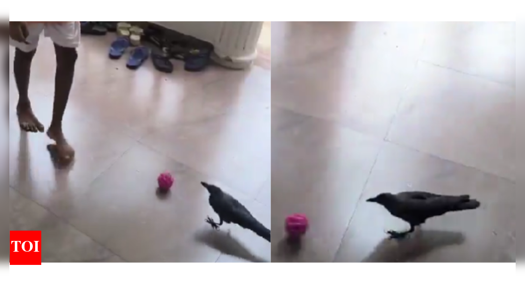Watch: Goa crow shows off football skills, internet wants to sign him up