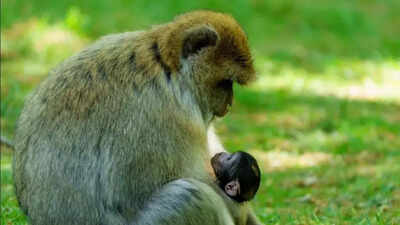 Three rare-to-find endangered macaques born at Trentham monkey forest in Staffordshire