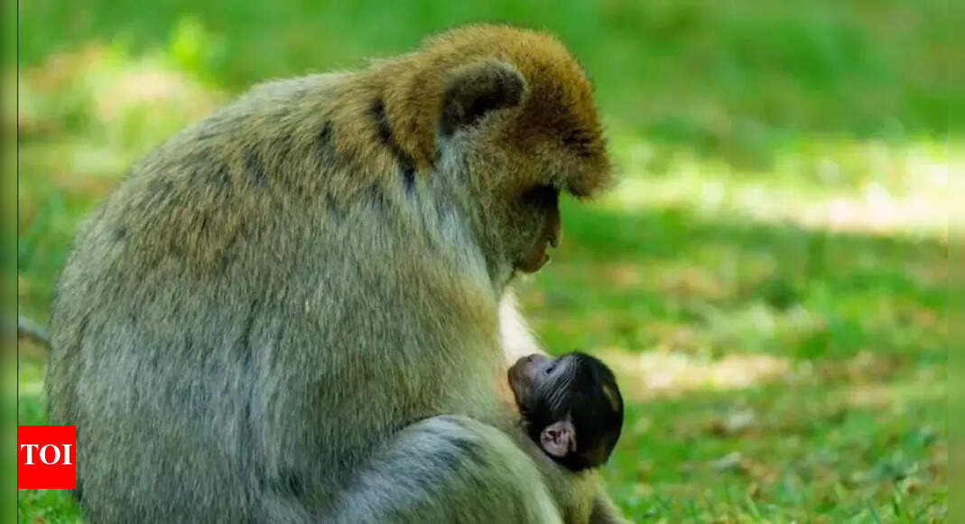 Rare Barbary Macaque Triplets Born at Staffordshire Sanctuary