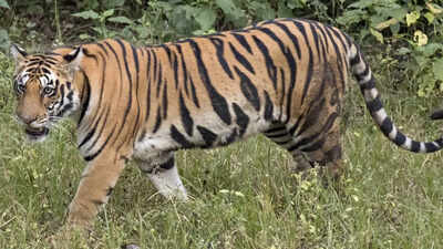 Tigers stray into human settlements near Rajasthan's Ranthambore National Park
