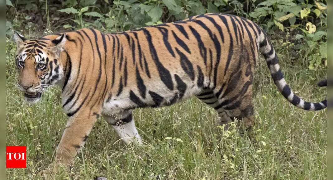 Tigers stray into human settlements near Rajasthan's Ranthambore National Park